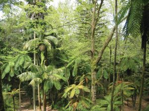 Mata-Jardim