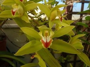 Orquídeas nos jardins
