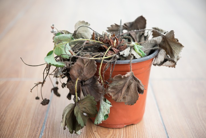 Porque morrem as suas plantas e como evitá lo Revista Jardins