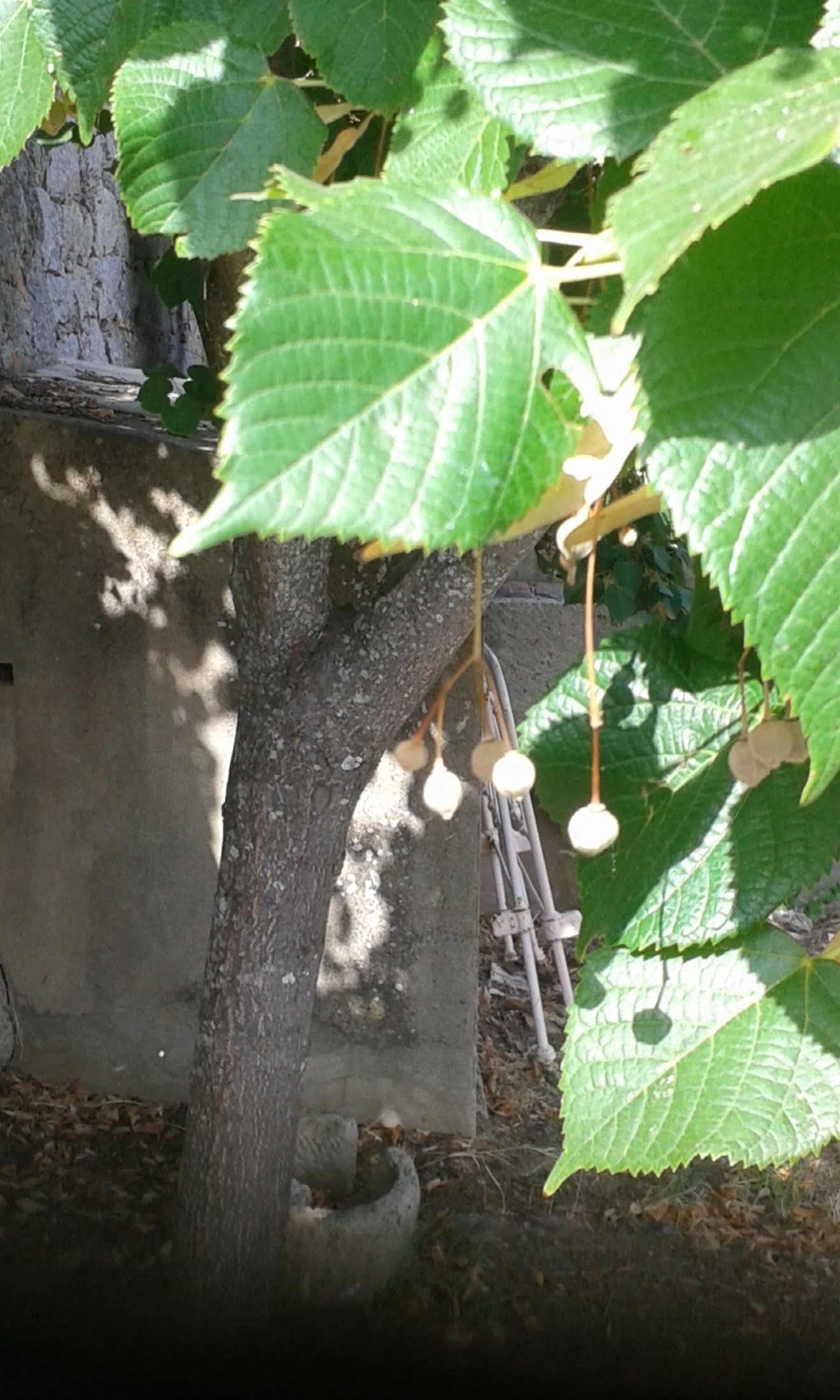 Isabel Mira (Monchique)