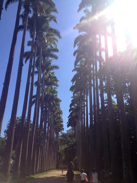 A impressionante alameda das palmeiras imperiais.