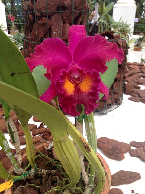 O Orquidário é um espetáculo à parte, com os seus 3000 exemplares de orquídeas.