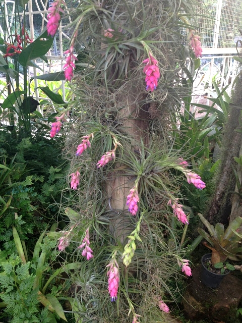 Outra atração é o bromelário, com 1700 bromélias de diversas formações.