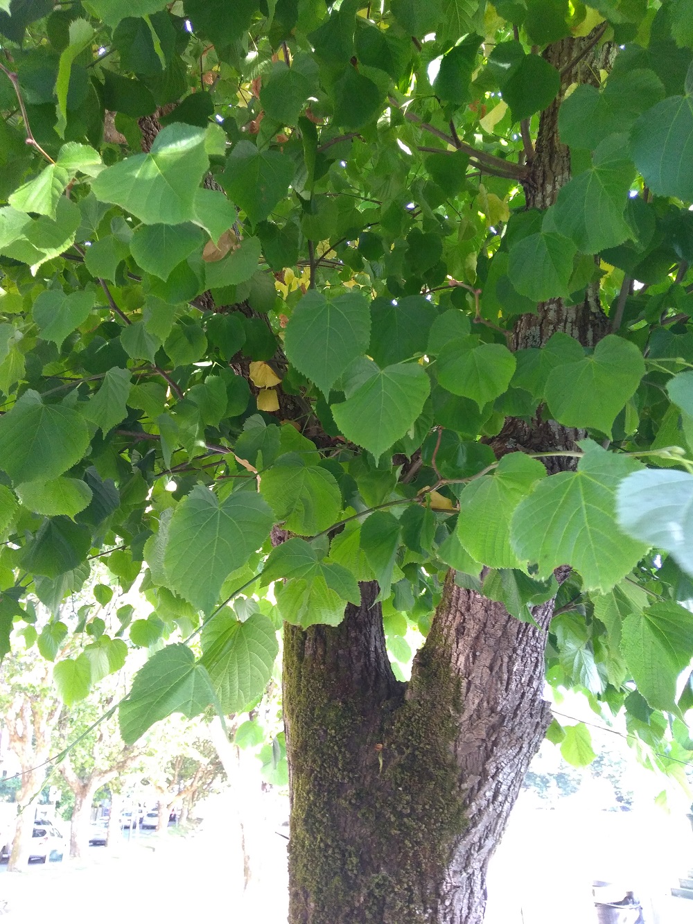 Celina Jorge (Sintra)