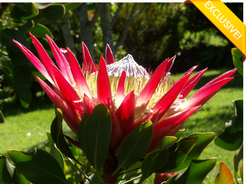 Mini King, outra prótea exclusiva da Flora Toscana.