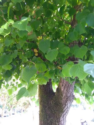 Celina Jorge (Sintra)