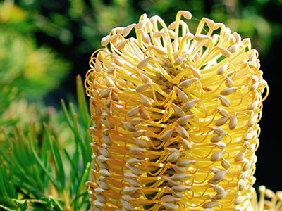 Prótea Banksia Spinulosa.
