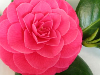 Camélia Conte Cavour, uma das camélias históricas da Flora Toscana.