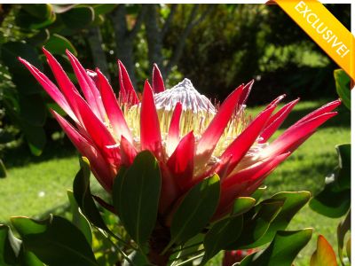 Mini King, outra prótea exclusiva da Flora Toscana.