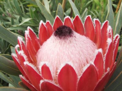 Prótea Special Pink Ice.