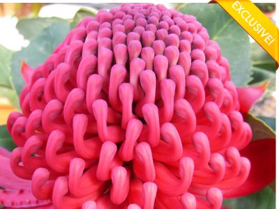 Uma das próteas criadas pela Flora Toscana: Shady Lady Crimson®.