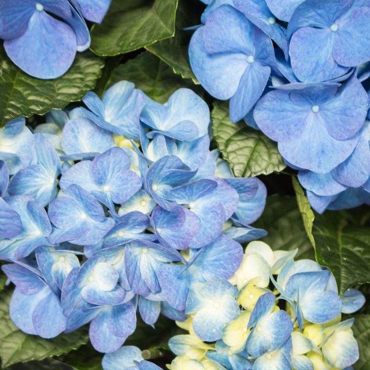 A beleza das hortênsias