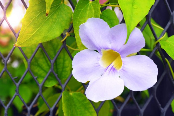 plantas trepadeiras