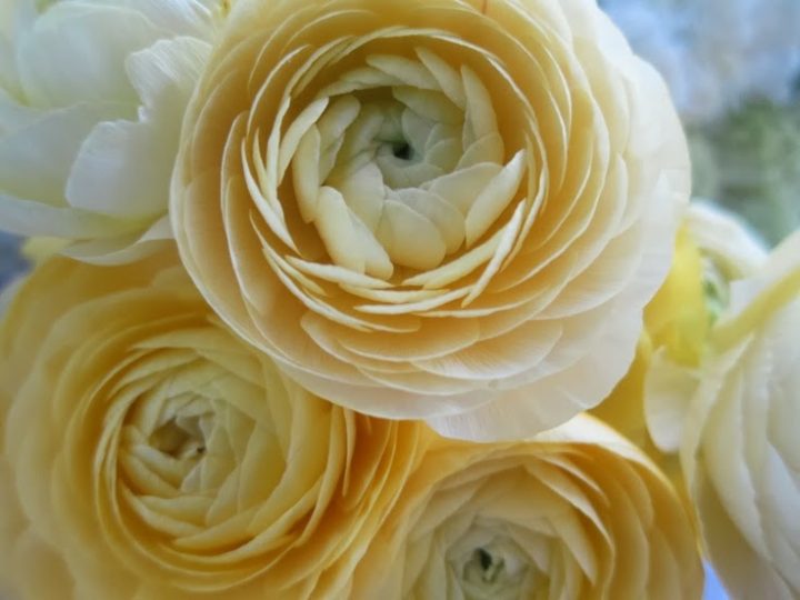 Ranunculus