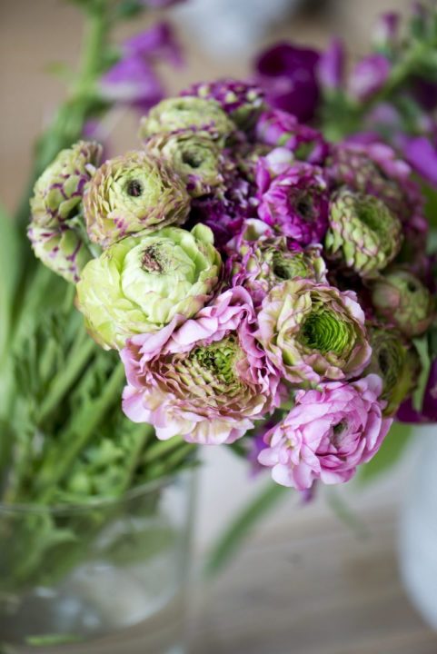 Ranunculus