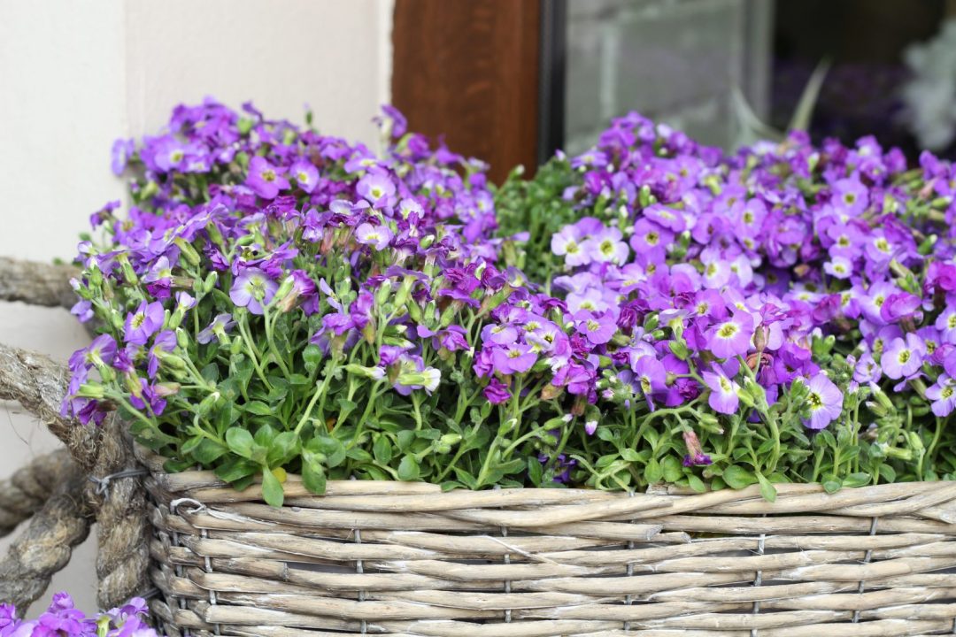 lobelia azul