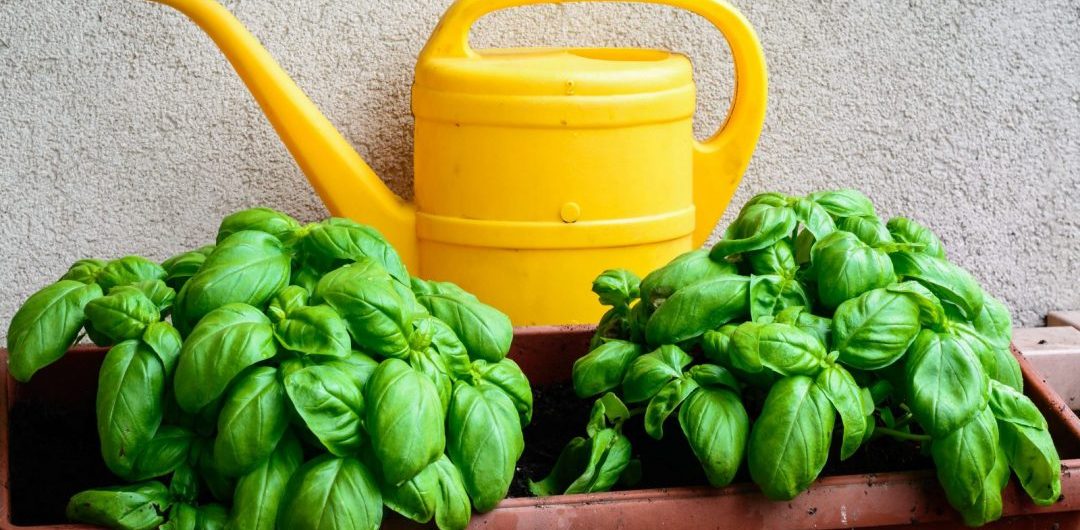 Basil in the balcon