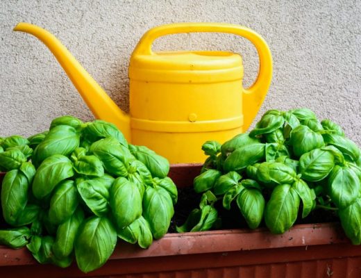 Basil in the balcon