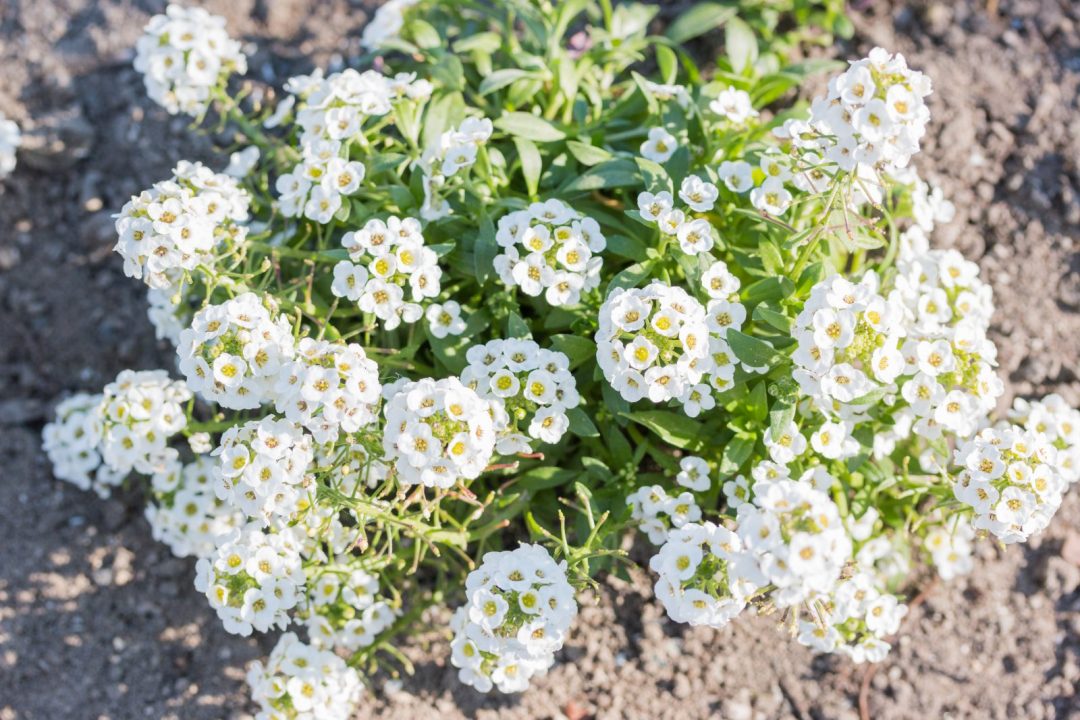 alyssum