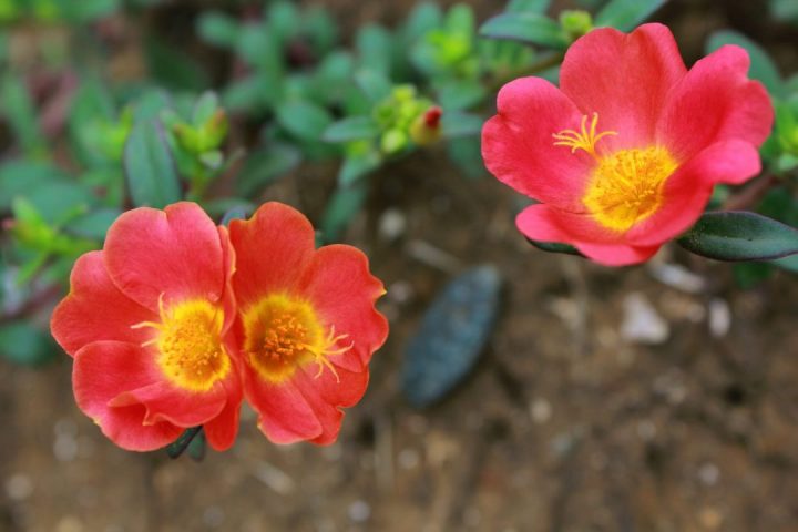 portulaca