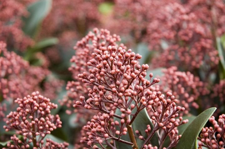 plantas que gostam de sombra