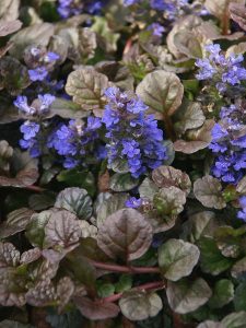 ajuga reptens