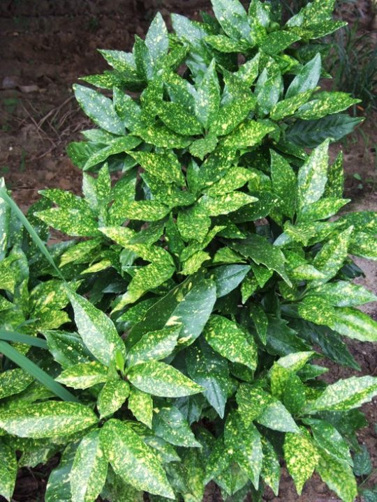aucuba japonica
