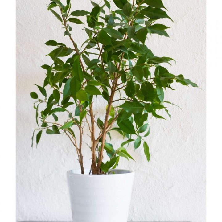 Ficus benjamina em vaso branco