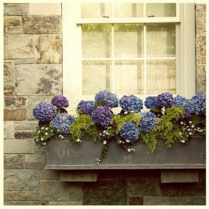 hortenses