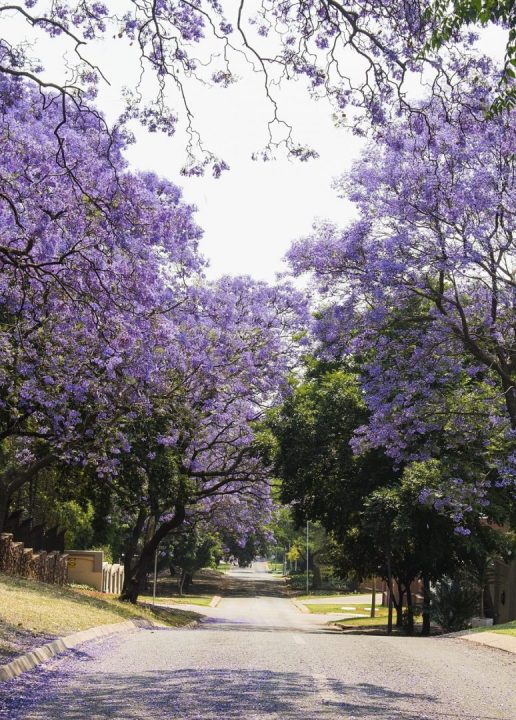 jacarandá