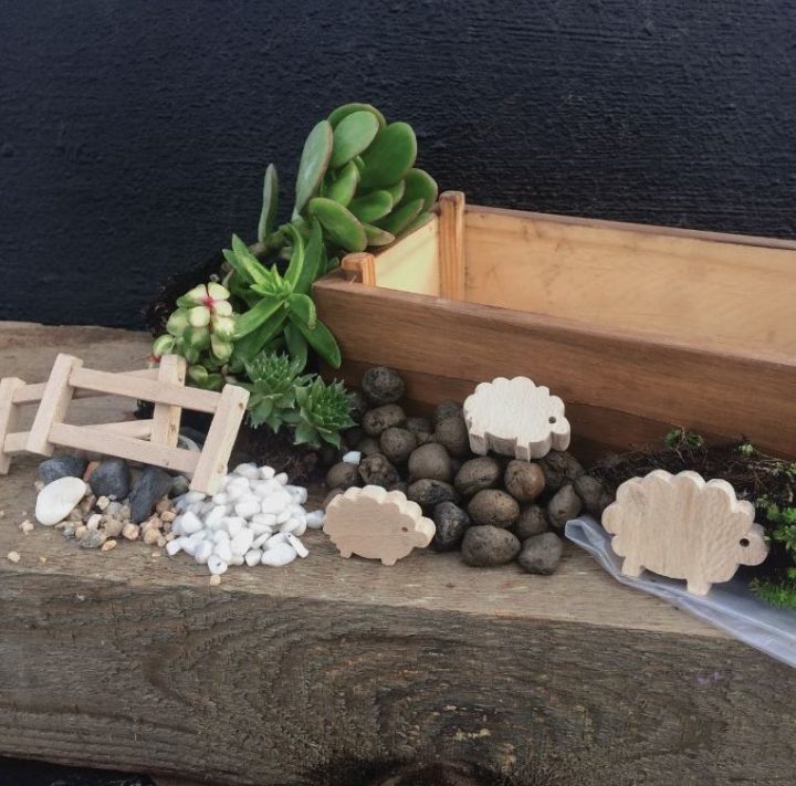 mini suculentas