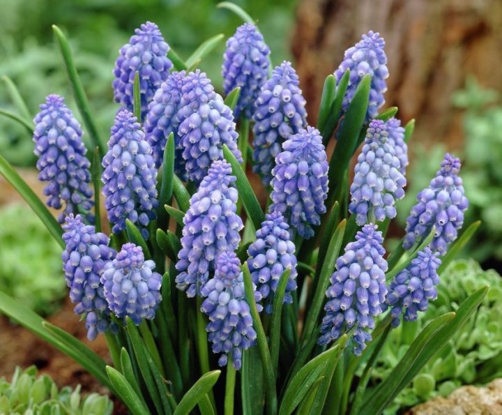 muscari