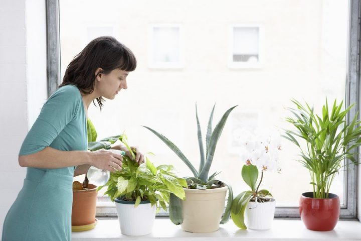 cuidar de plantas de casa