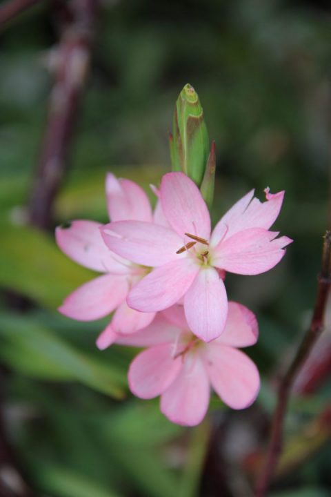 amaryllis belladonna