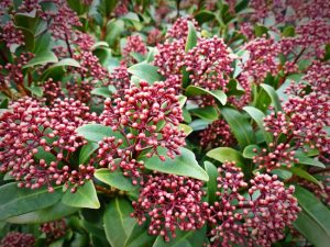 skimmia