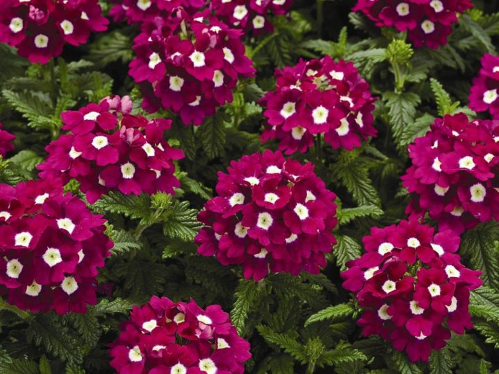 flores para plantar em maio