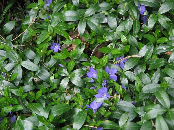 vinca difformis