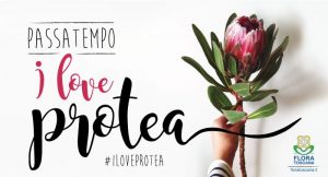 passatempo i love protea