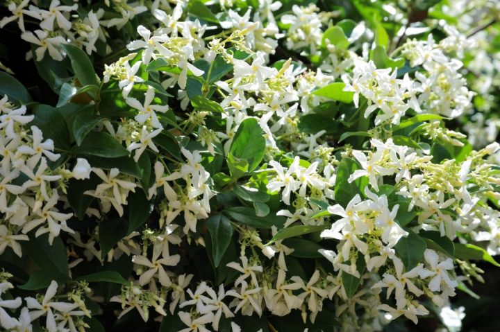 Rhyncospermum jasminoides