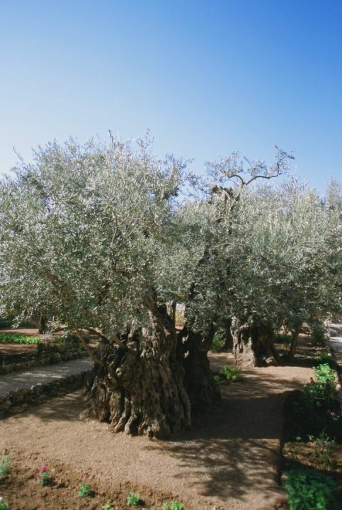 oliveira