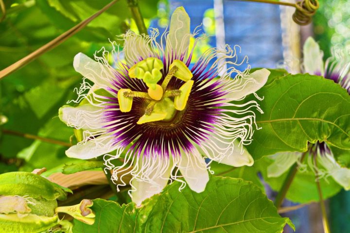 passiflora