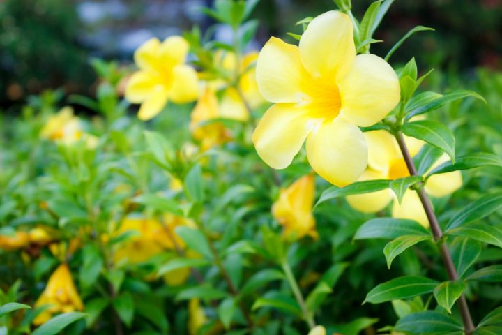 allamanda