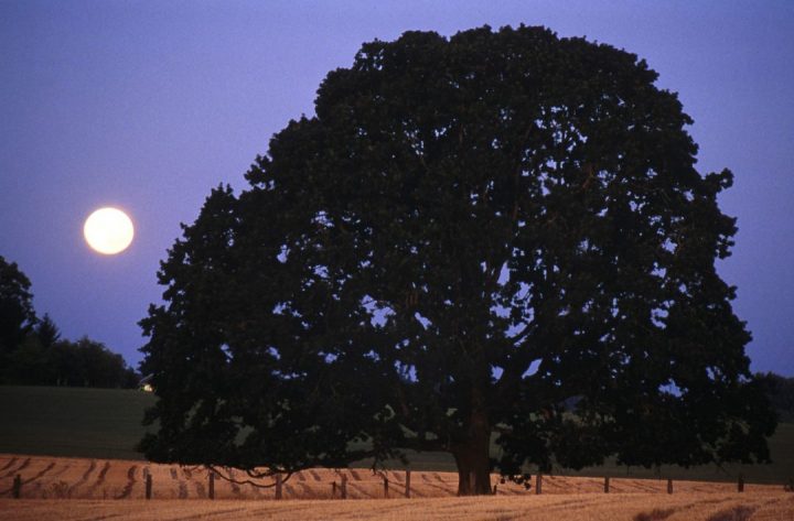 calendário lunar