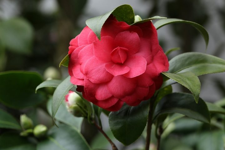 camélias e orquídeas