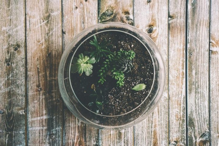 como fazer um terrário