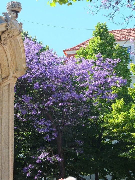 jacarandás