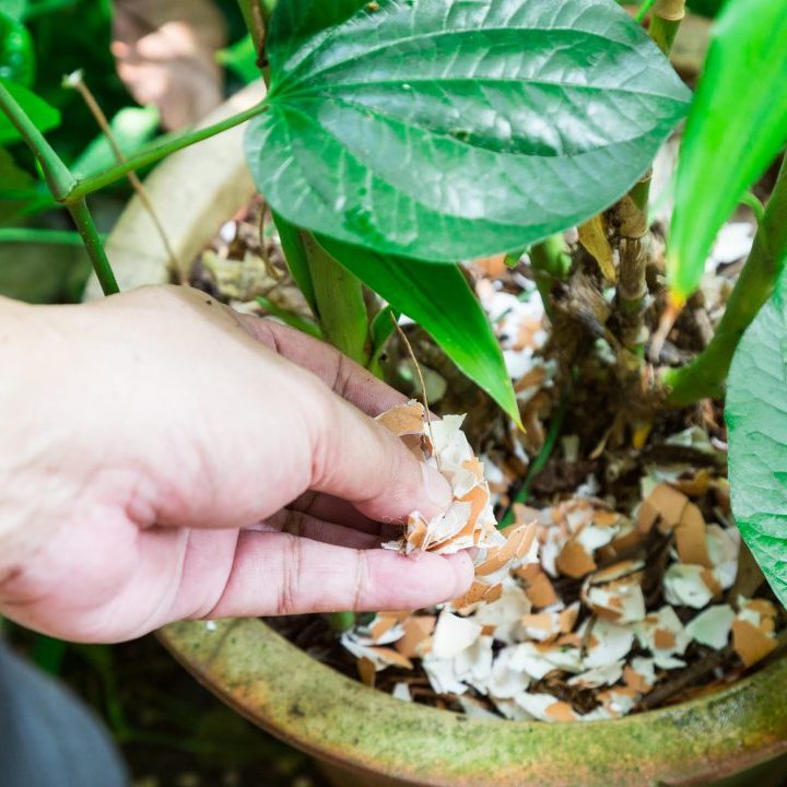 Guia: como fazer fertilizantes caseiros