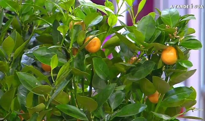 árvores para terraços