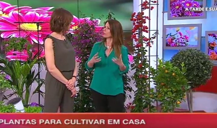árvores para terraços