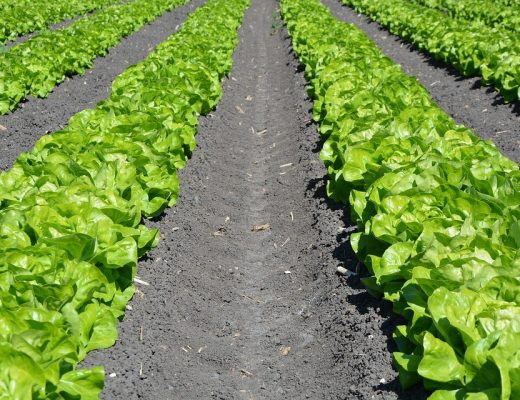 Federação Portuguesa de Agricultura Biológica